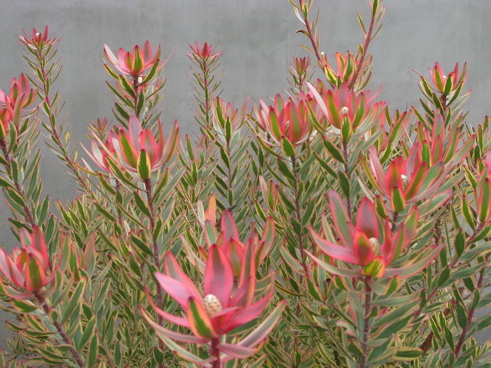 Andersons Nursery with Modern Landscape Also Leucadendron Jester Smooth Wall Stucco Walls