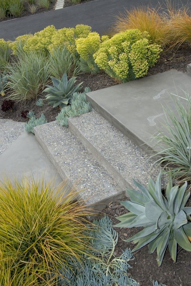 Concrete Contractors San Diego with Midcentury Landscape Also Agave Anemanthele California Concrete Drought Tolerant Euphorbia Exposed Aggregate Ipe Leymus Natives Path Stair Step Walkway