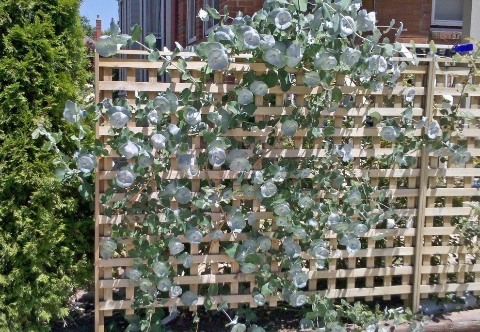 Decorative Chain Link Fence with Contemporary Landscape and Kintzleys Ghost Honeysuckle Lattice Screen Vine