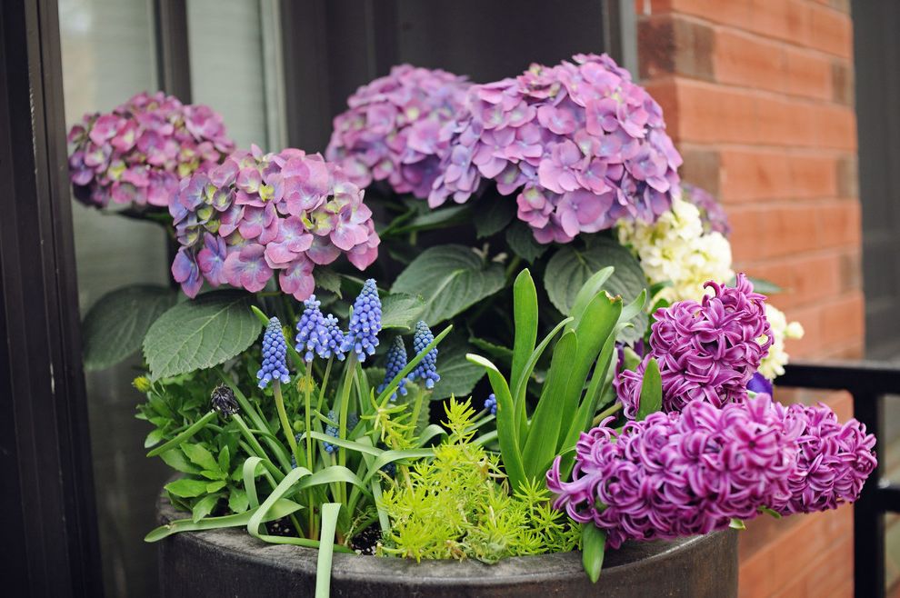 Florists in Edmond Ok with Contemporary Landscape and Grape Hyacinth Hyacinth Hydrangeas Spring Colors Spring Planters and Bulbs