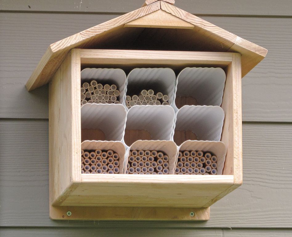 How to Get Rid of Mosquitoes in House   Traditional Spaces  and Edible Mason Bees Pollinators Vegetable
