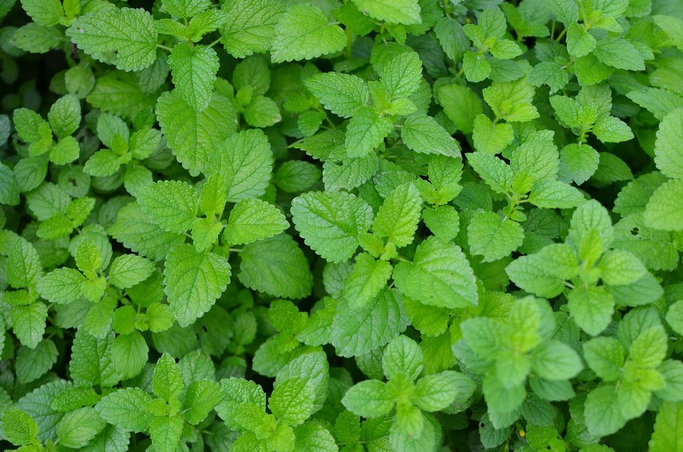How to Get Rid of the Smell of Cigarette Smoke   Traditional Landscape  and Herb Lemon Balm Tea