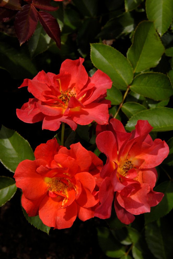 How to Prune Knockout Roses with Traditional Landscape Also Flowering Perennial Orange Rose Orange Red Rose Rose Rose Cinco De Mayo Roses