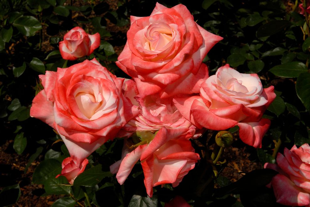 How to Prune Knockout Roses with Traditional Landscape Also Traditional