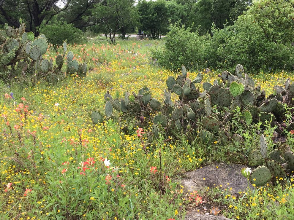 Lady Bird Johnson Wildflower Center Austin Tx    Landscape Also