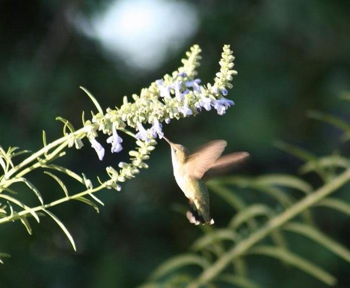 Hummingbird On Nekan Sage.jpg $style In $location