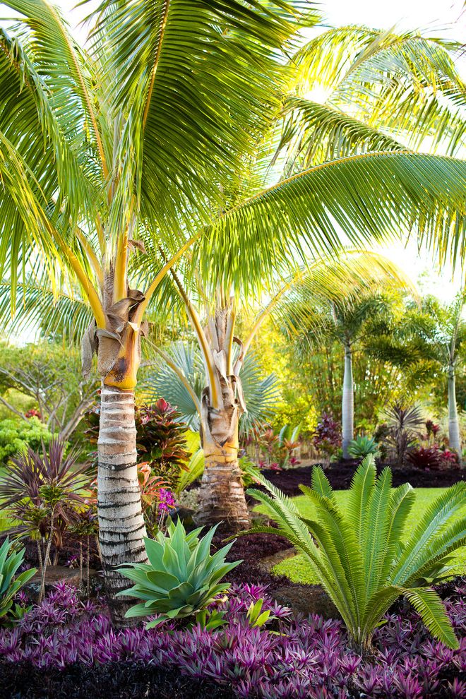 Landscaping Bismarck Nd with Tropical Landscape Also Bushes Coconut Palm Grass Ground Cover Lawn Palm Tree Purple Flowers Purple Shrubs Shrubs