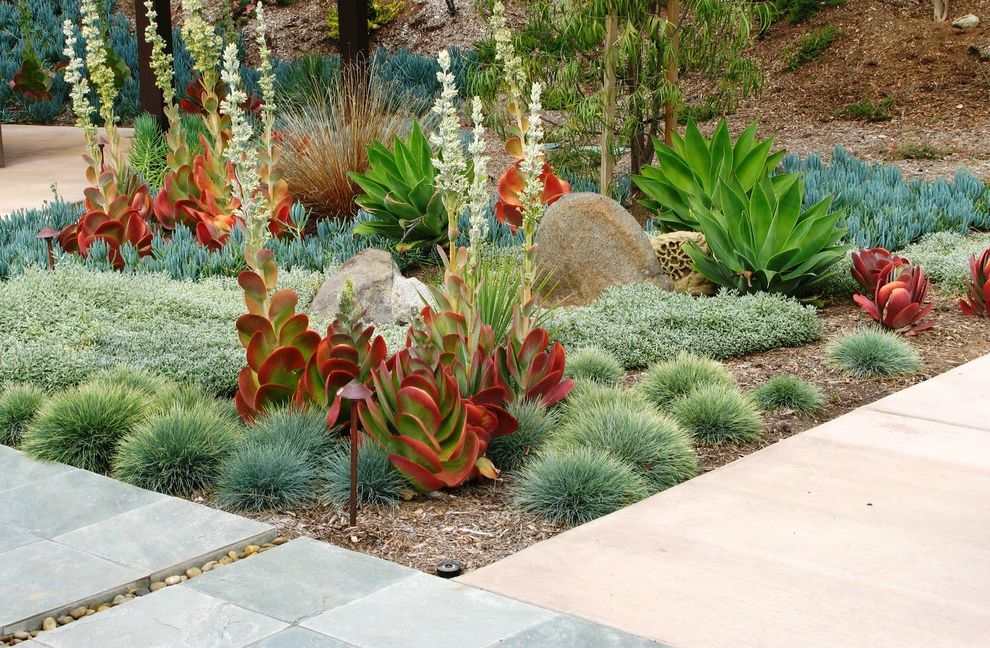 Lowes Murfreesboro Tn   Contemporary Landscape  and Agave Beach Pebbles Boulder Boulders Colored Concrete Copper Light Garden Lighting Grasses Ground Cover Kalanchoe Low Water Mass Plantings Rocks Slate Pavers Succulents
