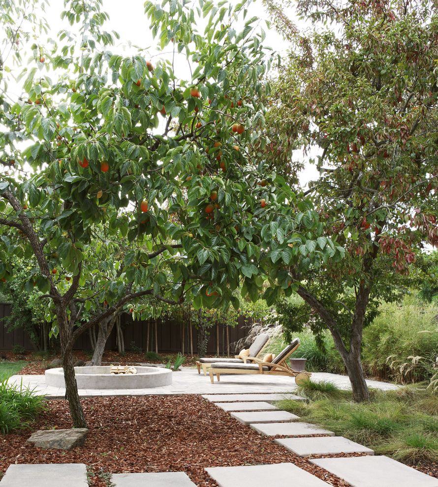 Mosquito Spray for Yards with Contemporary Patio Also Concrete Patio Fruit Tree Landscape Mulch Orange Tree Outdoor Chaise Lounge Stone Pathway Stone Pavers Stone Walkway