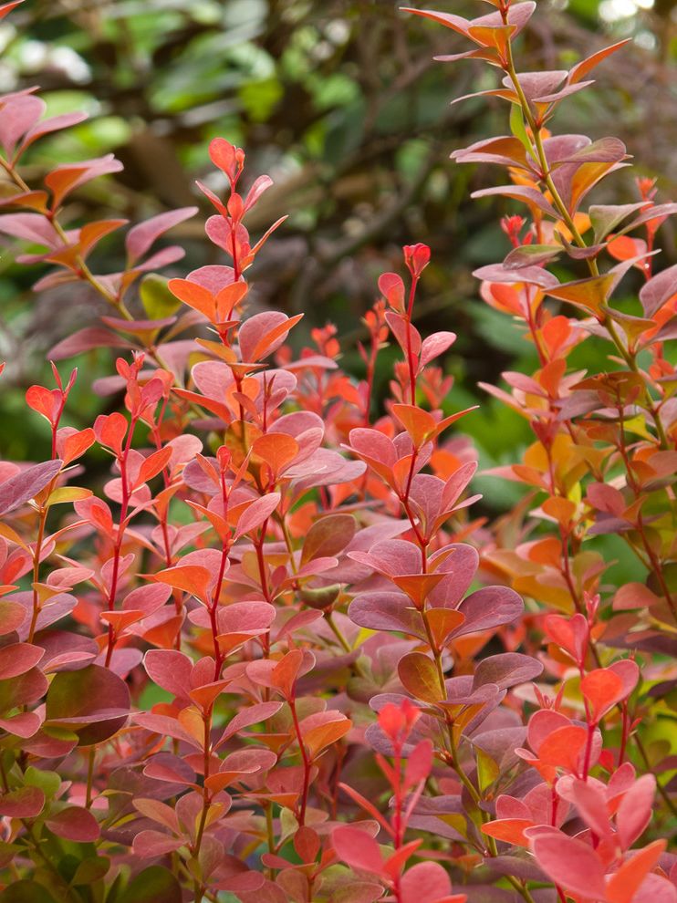 Orange County Dba with  Landscape Also Barberry Orange Rock Orange Rocket Barberry