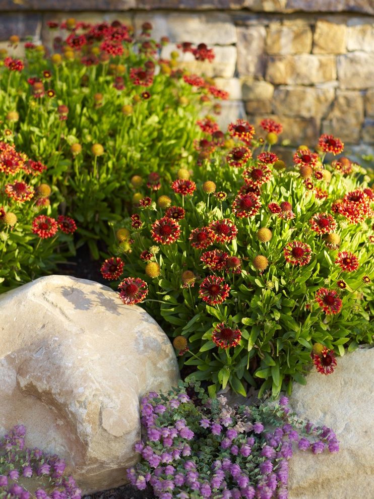 Pendleton Blanket Sale with Mediterranean Landscape  and Boulder California Garden Groundcover Low Maintenance Low Water Mediterranean Natives Natural Outdoor Living Perennial Regional Rock Stone Wall