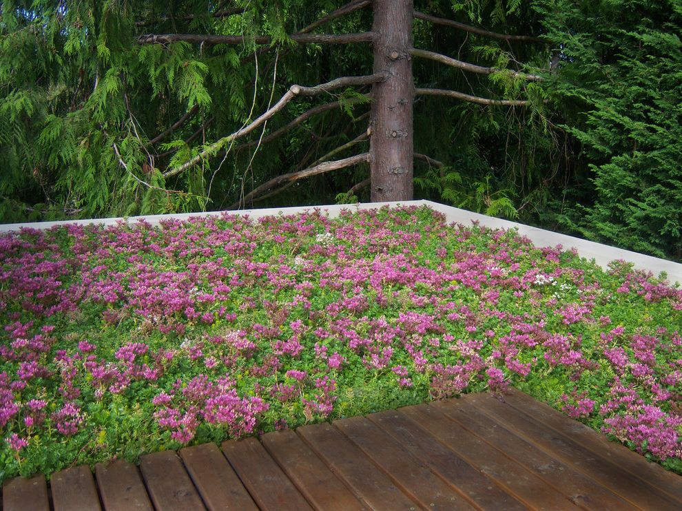 Roofing San Rafael with Contemporary Landscape  and Deck Green Roof Living Roof Roof Deck Sedums Sustainable Terrace Wood Flooring