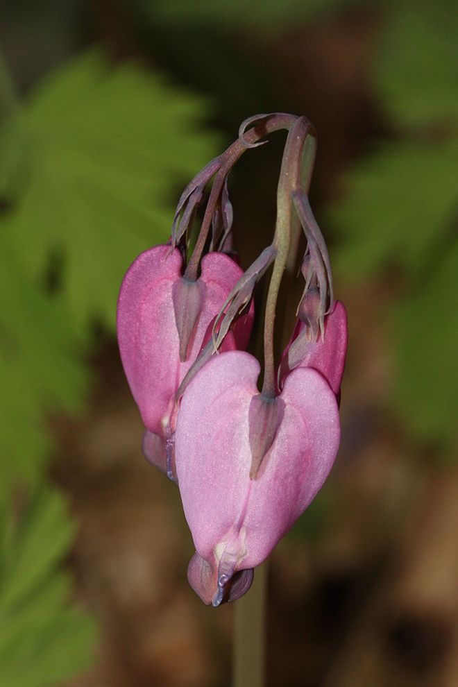 Walter Andersen Nursery with Traditional Landscape  and Dicentra Formosa Native Perennial Western Bleeding Heart