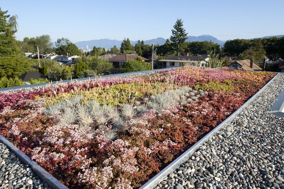 What Does Swag Mean with Contemporary Landscape Also Geometric Geometry Green Roof Living Roof Pebbles Roof Garden Stormwater Management Succulents Sustainable View