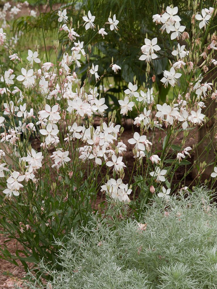 Lowes Sulphur La   Traditional Landscape  and Artemisia Silver Mound Silver Gaura Monochromatic White