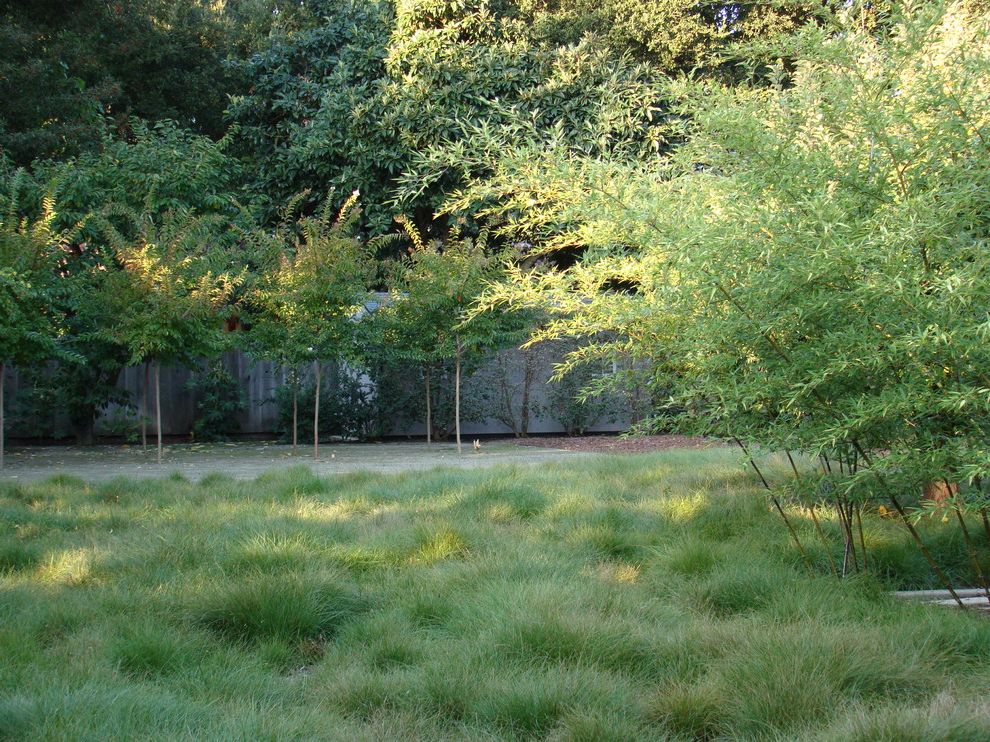 Lowes Ozark Mo   Contemporary Landscape Also Bamboo Grasses Meadow Palo Alto Tree Cluster