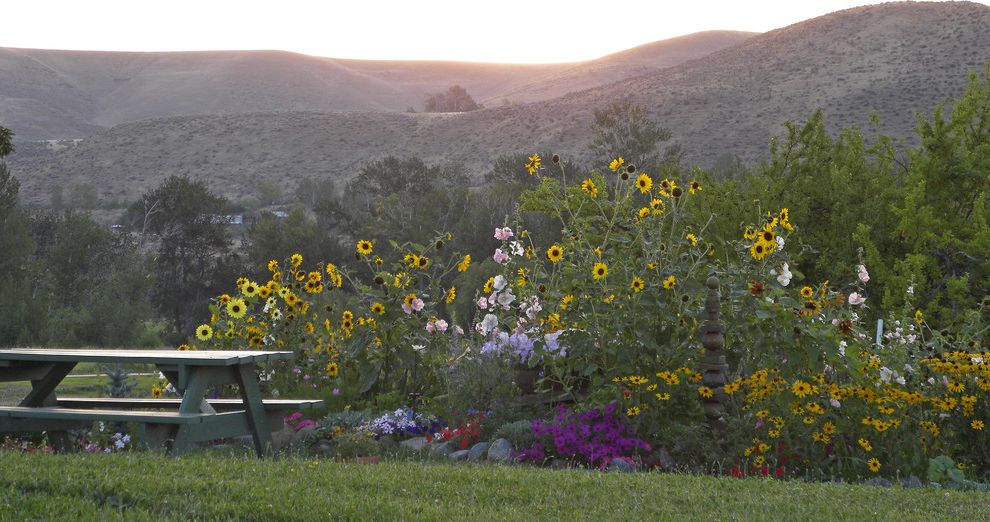 When to Plant Sunflowers   Farmhouse Landscape Also Grass Hills Lawn Mass Planting Meadow Naturalistic Picnic Table Turf View Wildflowers